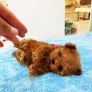 퍼피슈가 이미지