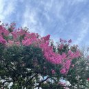 무궁화농장 이미지