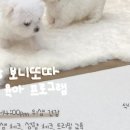 보니또따 네이버블로그