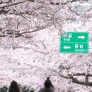 제주 만개