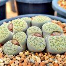 수산나