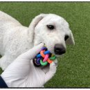 댕댕하동 이미지