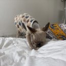 제주댕댕스푼 이미지