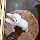 그루밍154 이미지