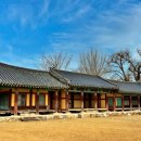 홍산객사 은행나무 이미지