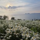 바다와풍경 | 부안 마실길 2코스 샤스타데이지 후기 ❘ 바다와 꽃 풍경이 진짜 예술이었던 곳