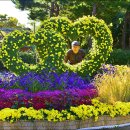 월미공원 국화축제24.10.20 이미지