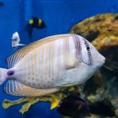 아쿠아리움 이미지