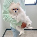 노아동물병원 | 인천 도화동 노아동물병원 강아지 건강검진 비용 후기