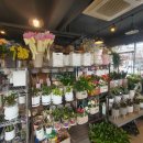 교동꽃화원 이미지