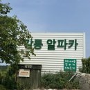 백록농장 | 좋은 &#39;대관령아기동물농장&#39; 먹이주기 체험 20개월까지 무료 입장 가능한 &#39;강릉알파카&#39; #내돈내산 #솔직후기