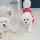 강아지공간 이미지