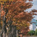 마로니에길 이미지