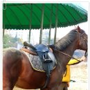 인천 승마장 이미지