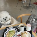 바비애견미용 | [부산브런치맛집] 직접 만드는 베이커리가 있는 금정구브런치 실내애견동반가능한 &#39;셀라스&#39;