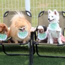 Petshill (펫츠힐) 이미지