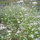 상리정미소 이미지