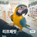 여주-0452 | 여주 아이랑 갈만한 곳 앵무새 카페 리프패럿