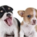 도그파파안 이미지