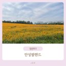 농협경제지주 안성팜랜드 : 10월, 핑크뮬리, 코스모스, 식당, 할인, 14개월 아기랑, 데이트, 가을꽃구경