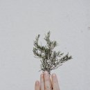 로즈마리 정원 이미지