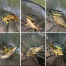 조치원낚시터 이미지