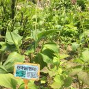 설악산건강원 | 평창봉평맛집 흔들바위 건강한맛의 산채정식 후기