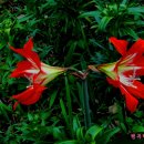 아마릴리스 이미지