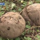 이목농장 2 이미지