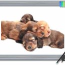 닥터훈트 이미지