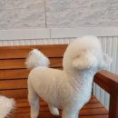 오구오구살롱 이미지