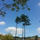 병천오가피 순대 이미지