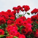 장미공원 주차장 이미지