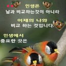자호