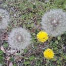 귀족제화 이미지