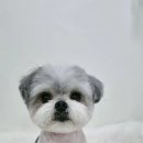 빵실하개 이미지