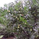 병현농장 이미지