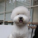 프랑소와펫(압구정점) 네이버블로그