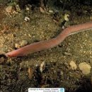 - 대서양 먹장어 Atlantic Hagfish 이미지