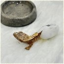 렙플로우 | 파충류샵 제대로 된 파충류 분양샵 렙플로우 경험담