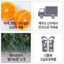탐라 오렌지