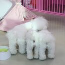 조선생 펫살롱 이미지