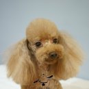 루피펫살롱 이미지