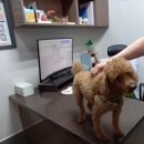 보라매웰종합동물병원 이미지