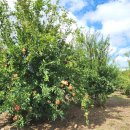 한아름 건강식품 이미지