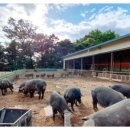 으뜸목장 이미지