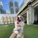 놀러오개 애견유치원 애견호텔 동대문점 이미지