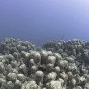 산호환경 이미지