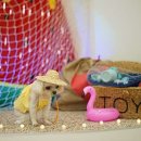 우다다애견 이미지