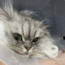 고양이무마취미용 나의캣 이미지